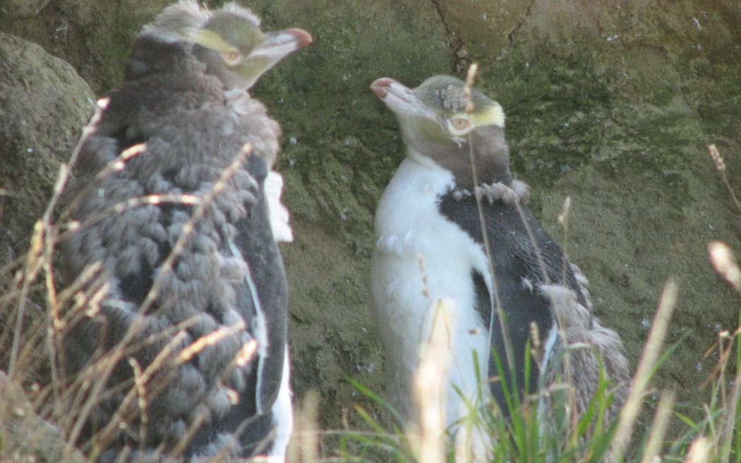 Two hoiho stand on a beach, with scruffy tufts of mousy feathers poking out the top of their otherwise sleek, white and grey pelts.