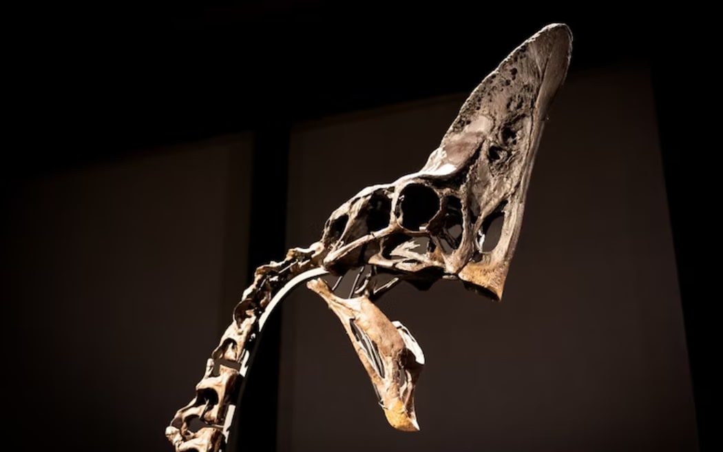 This rare dinosaur skeleton has attracted interest from around the world. (ABC News: Riley Stuart)