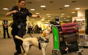 Customs officer and dog handler Hannah is on duty to meet the Singapore flight.