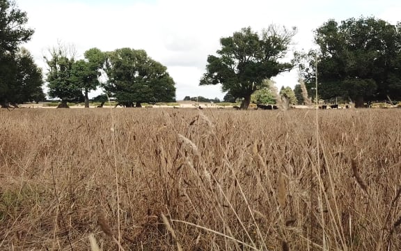 Paddocks dry from the Northland drought.
Kaikohe area
