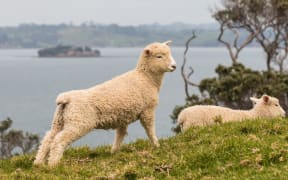 Lamb.