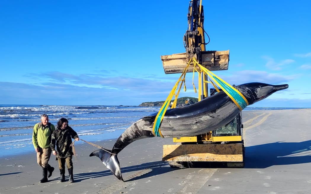 Department of Conservation ranger Jim Fyfe and Manawonua ranger Tūmai Cassidy walk alongside a rare shovel-toothed whale being moved by Trevor King Earthmoving.