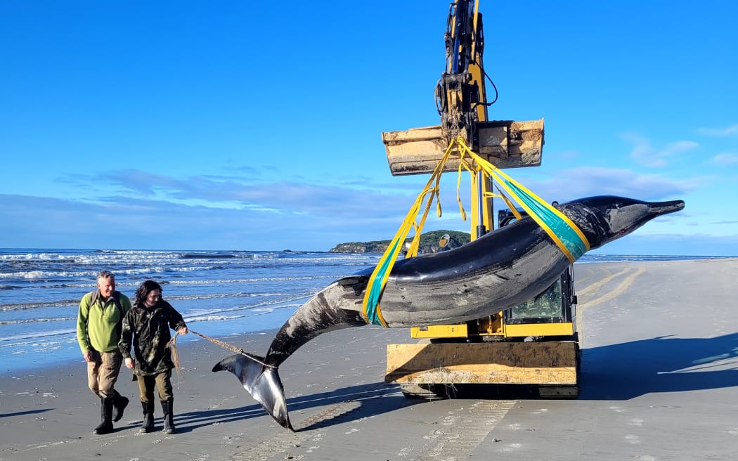 DOC ranger Jim Fyfe and mana whenua ranger Tūmai Cassidy walk alongside a rare spade-toothed whale, being moved by Trevor King Earthmoving.