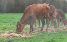Cows found in poor condition on Waikato farm - Quigleys property in Matamata - prosecuted by Ministry of Primary Industries