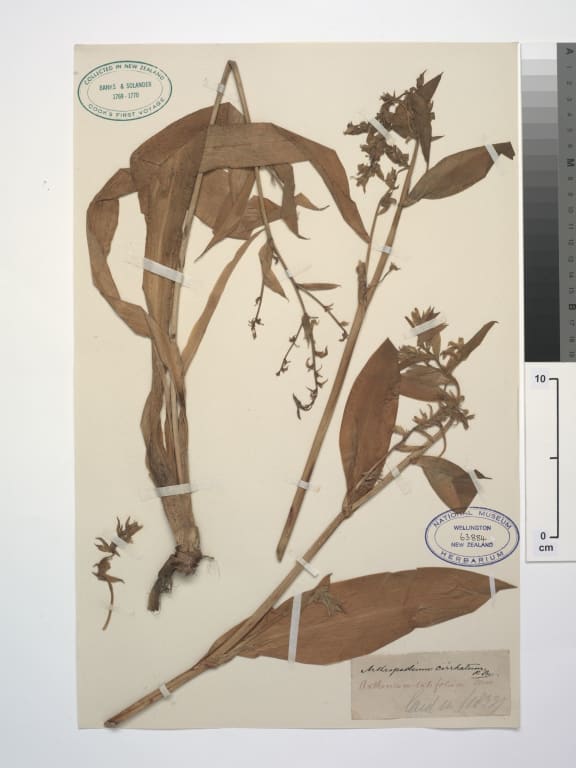 During Captain Cook's first voyage to New Zealand, in 1769, Joseph Banks and Daniel Solander collected specimens of rengarenga lilies, now held in Te Papa's plant collection.