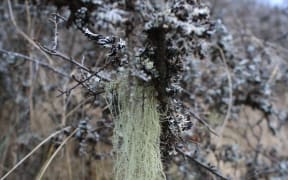 Beard Lichen/Tree's Dandruff/Woman's long hair/Usnea lichens