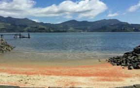 A red tide - Munida gregaria postlarvae litter the beaches of Otago harbour when they swarm.