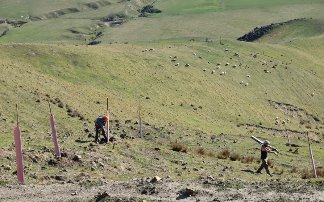 Planting willow and poplar poles in north Canterbury