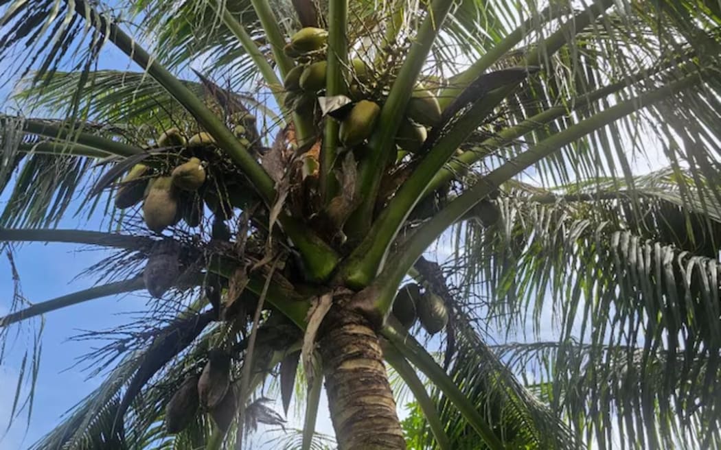 Coconut trees in Ulithi.