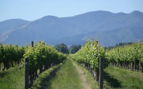 The head of Wine Marlborough says growth in demand from the US has helped drive huge growth in New Zealand wine exports.