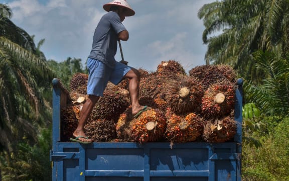 This picture taken in Kampar on August 18, 2018 shows a palm oil farmer loading palm oil seeds onto a truck in Kampar, Riau province.