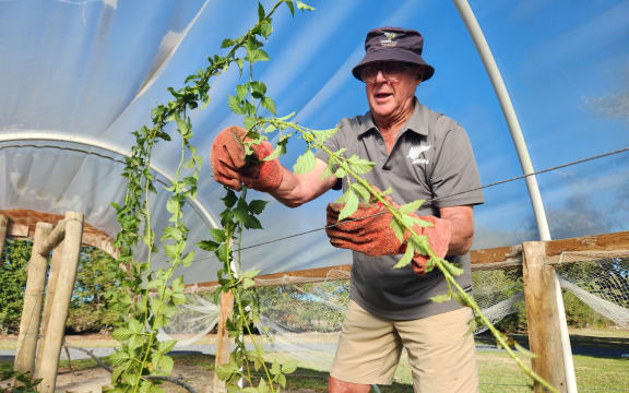 Bob Teal wears heavy duty gloves to tie up the thorny canes