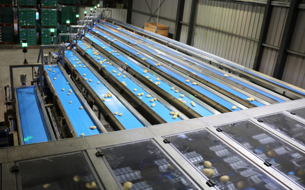 Oakley's potato sorting machine