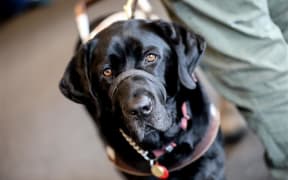 A guide dog at the formal apology by Royal New Zealand Foundation of the Blind in Auckland.