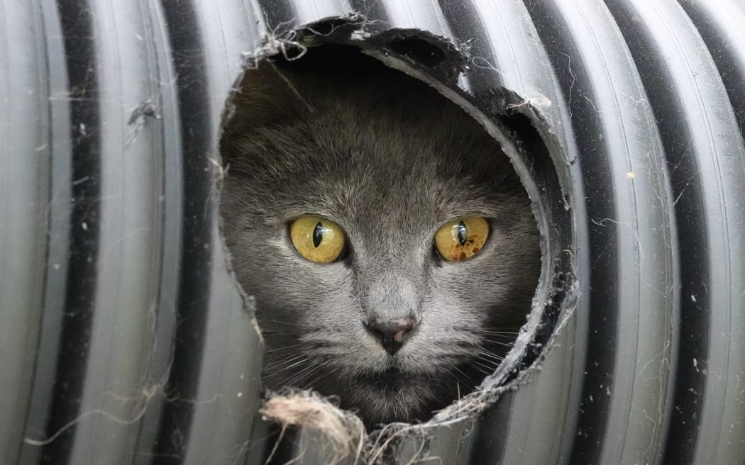 Muma keeps a wary eye on visitors to the cat cabin.