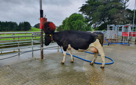 A dairy cow enjoys having her head scratched after milking