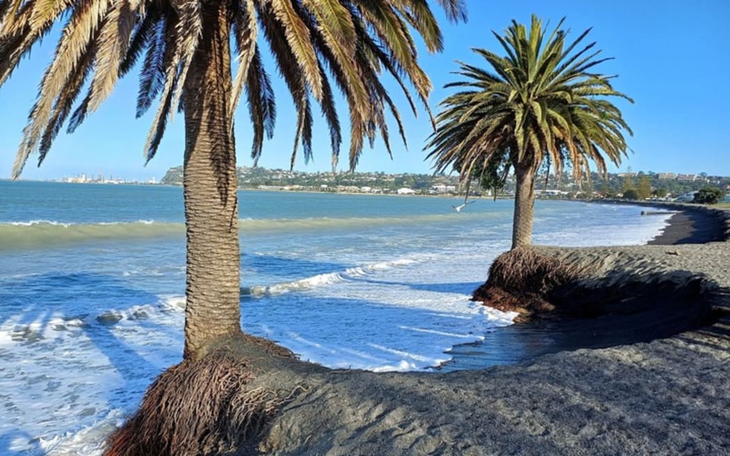 Napier City Council says two trees on the brink of falling into the ocean at Westshore Beach can’t be saved.