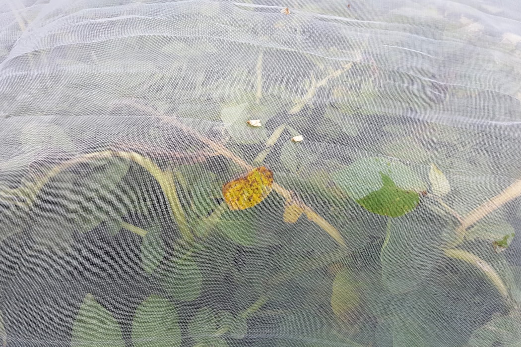 Mesh crop cover