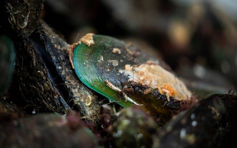 Taranaki shellfish warning after dangerous toxins found | RNZ