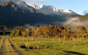 Kānuka