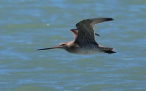 bar tailed godwit in flight.
