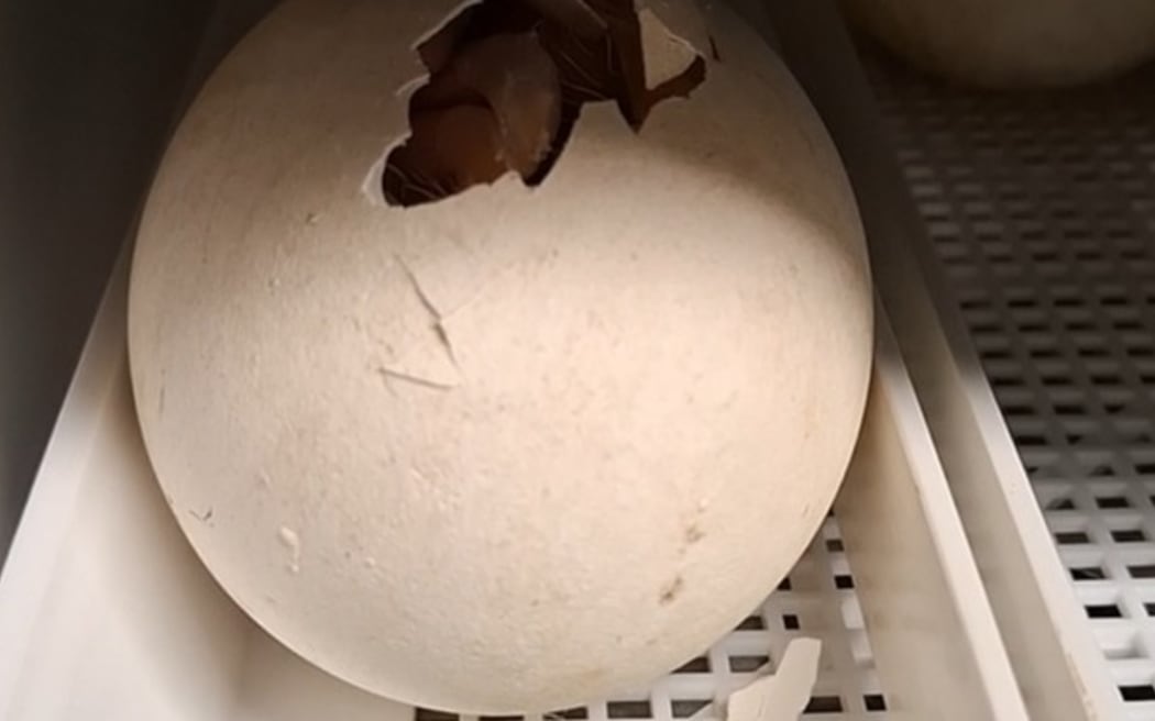 The newest Department of Conservation Royal Cam albatross chick has hatched at the albatross colony on the Otago peninsula, marking the start of the 2025 Royal Cam season.