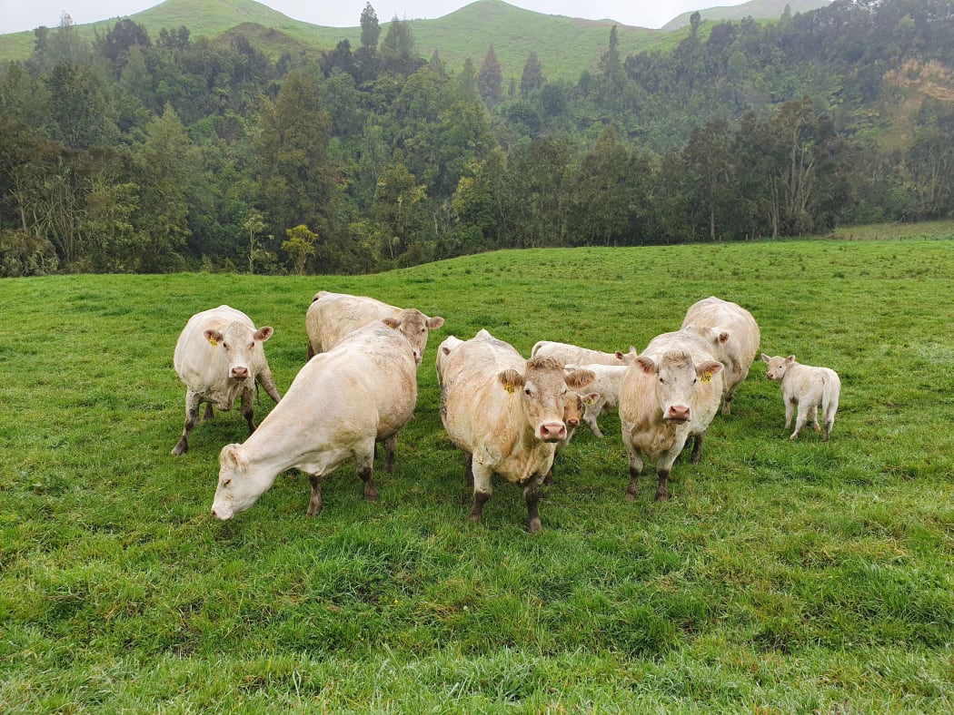Charolais cattle in lush spring pasture in Manawatū.