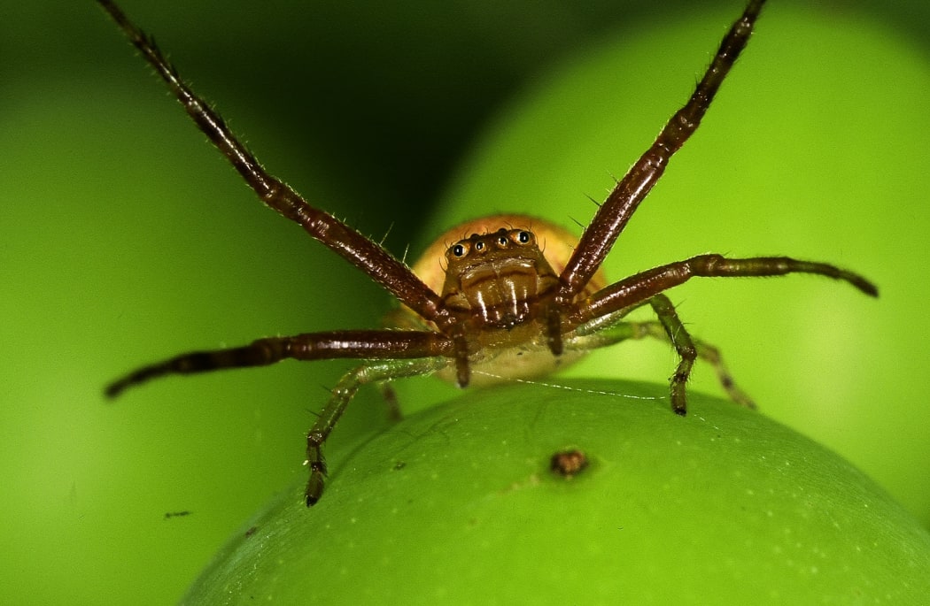 Crab spider munching on vegetation