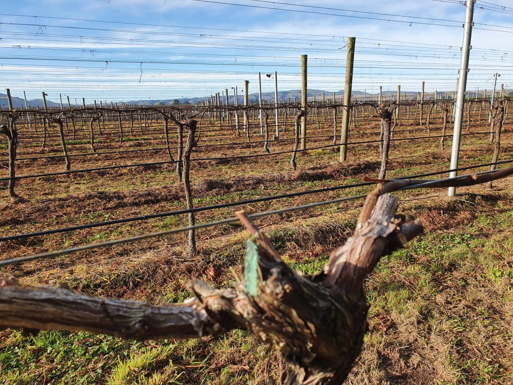 Newly pruned vines in a Wairarapa vineyard