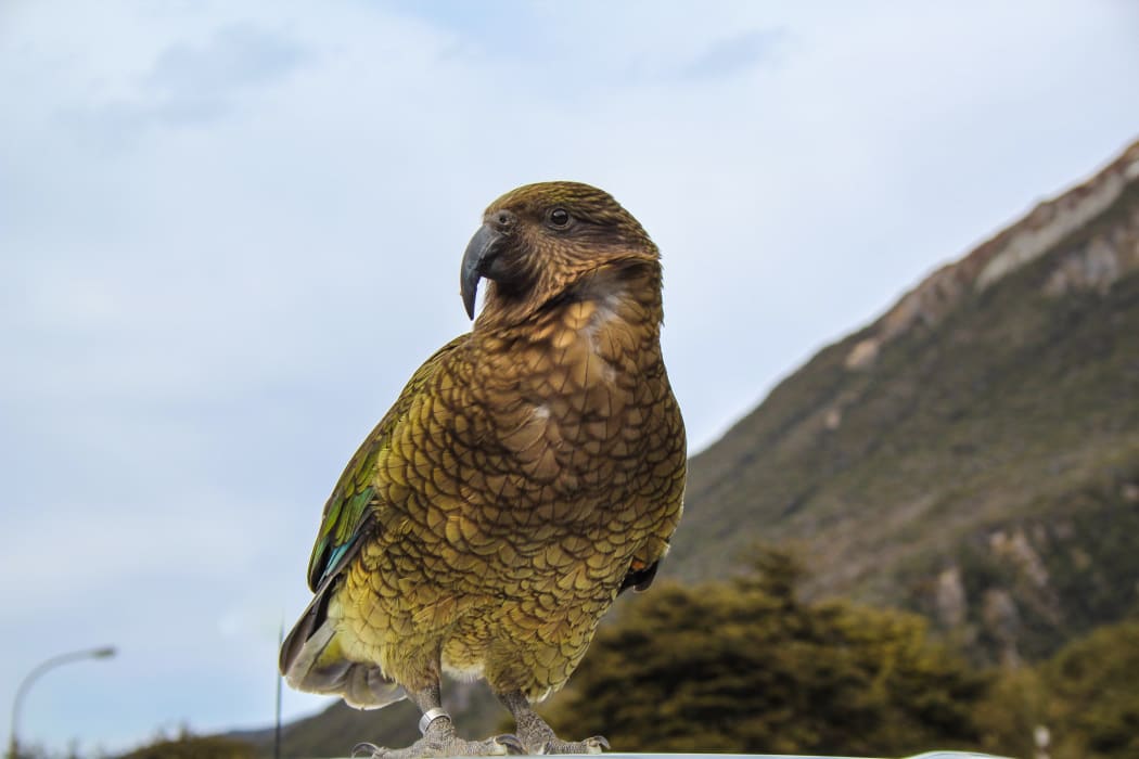 Kea parrot sitting on top of car in Arthur's Pass village, Canterbury, New Zealand
