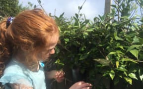 Margaret Stanley's daughter collecting seeds from Kaihua - Native Jasmine.