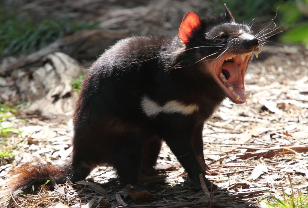 Tasmanian devils are the largest surviving carnivorous marsupial, and are know for their unearthly screams and howls as they squabble with each other over carcasses.