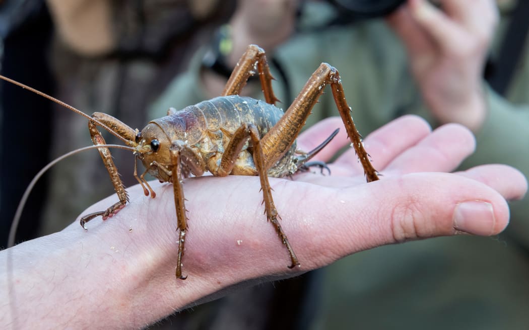 A wētā on a hand