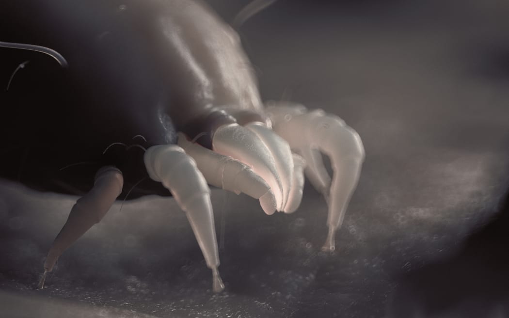 Dust mites, illustration. (Photo by SEBASTIAN KAULITZKI/SCIENCE PHOT / SKX / Science Photo Library via AFP)