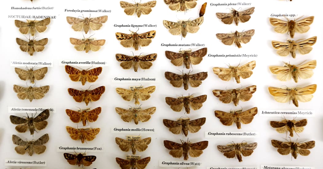 A photo of moths in the Ken Fox collection
