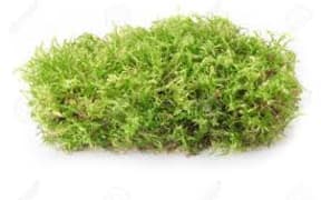 moss