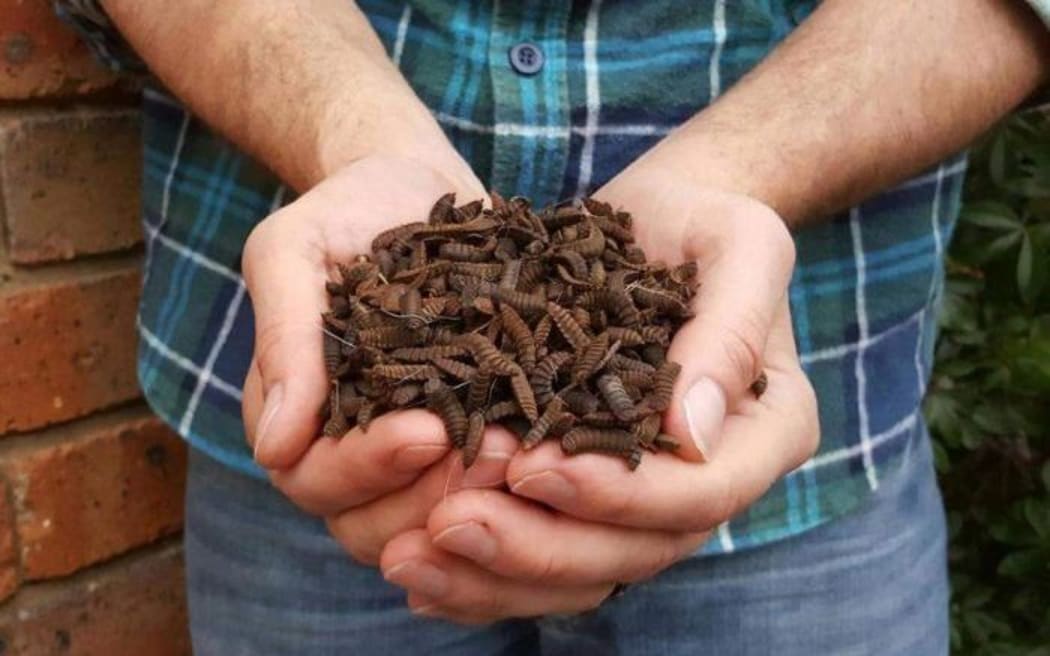 Larva from the black soldier fly.