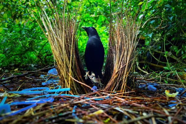 Kinda blue: The Satin Bower bird.