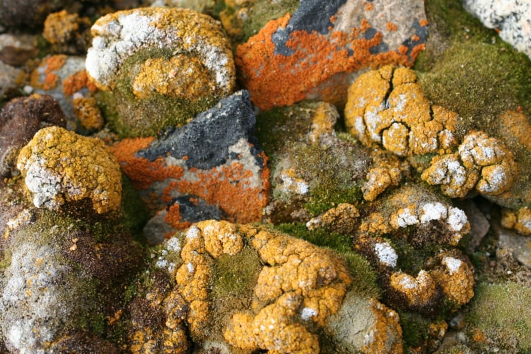 Mosses and lichens survive on, under and within rocks - wherever they can find water, at least occasionally.