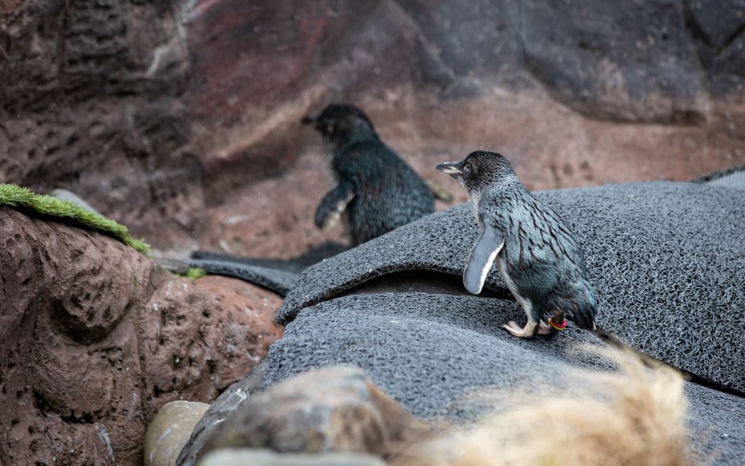 Little Blue Penguin