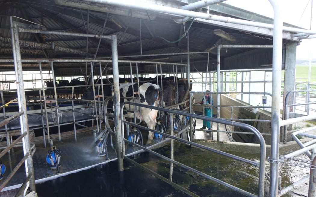 Dairy shed on Clutha Valley farm.