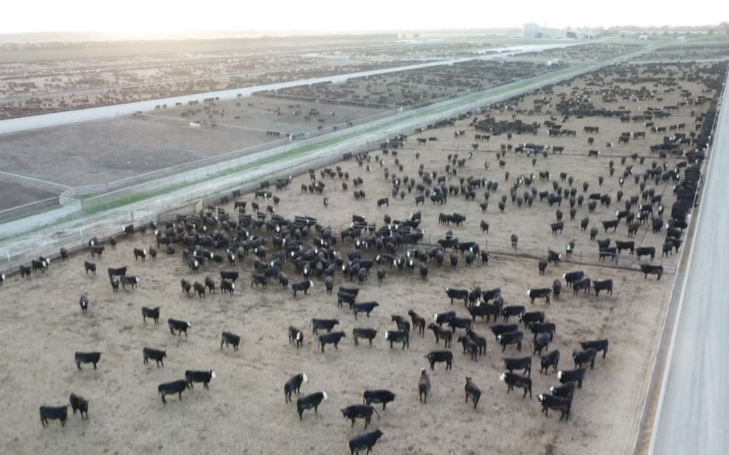 The Five Star Beef feedlot is the biggest in New Zealand.