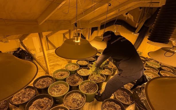 $6.5m worth of cannabis was seized in the Rotorua operation.