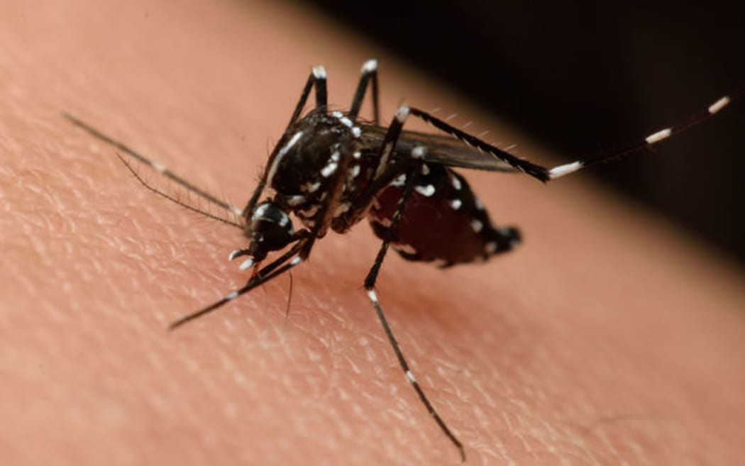 Zika mosquito