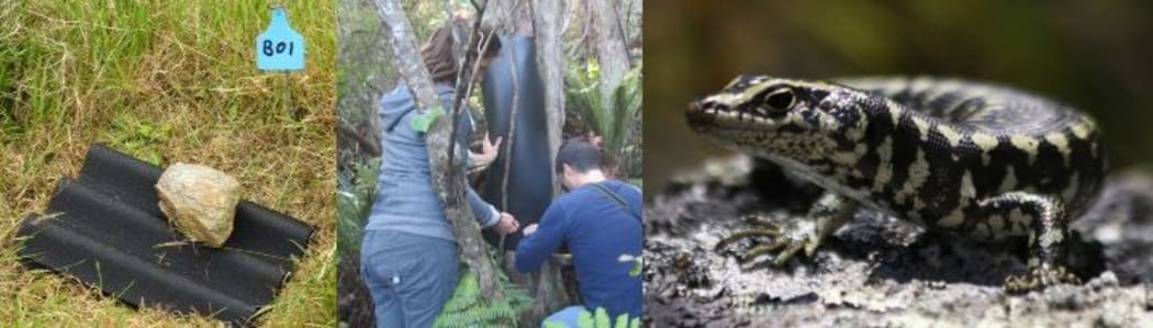 Volunteers at Orokonui Sanctuary are surveying the forest for geckos and skinks using Artificial Cover Objects made from onduline (left) and rubber (centre) which lizards will hide under. The Otago skink (right) lives in a small enclosure in the sanctuary.