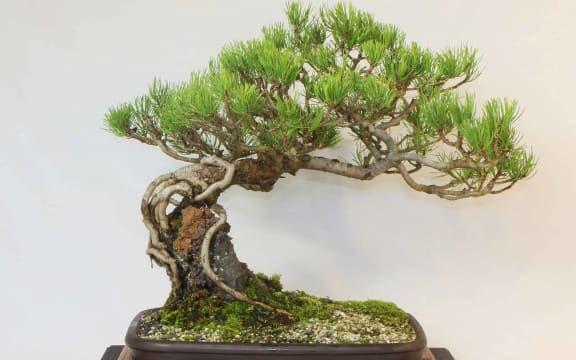 Bonsai tree by a member of the Otago Bonsai Society