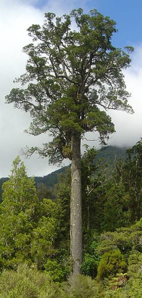 A mature kahikatea tree