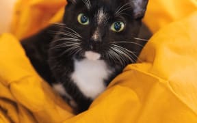 Gizmo at the Catnap Cafe Christchurch