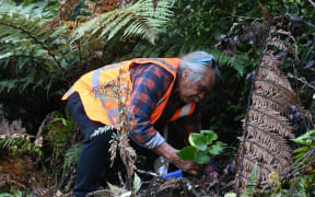 Caption: Joey Allen of Ngāti Hāua plants extremely rare native Manawa Kawa in the Tāngarākau Gorge. Photo: Supplied (single use only)