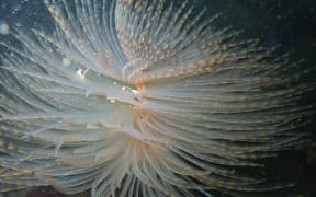 The Mediterranean fanworm.